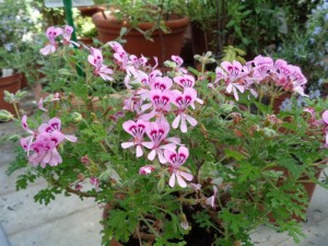 Duft_Pelargonien_1.24