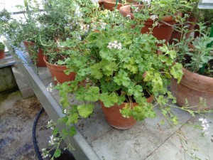 Duft_Pelargonien_2