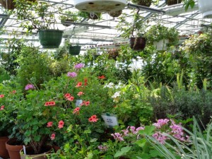 Duft_Pelargonien_3