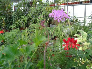 Duft_Pelargonien_4