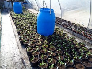 Tomaten_veredelt_10