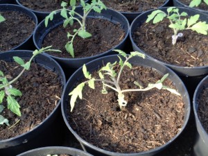 Tomaten_veredelt_11