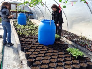 Tomaten_veredelt_4