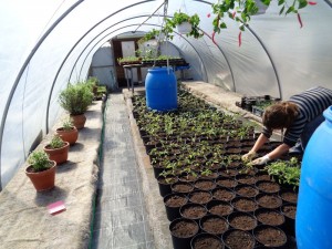 Tomaten_veredelt_6