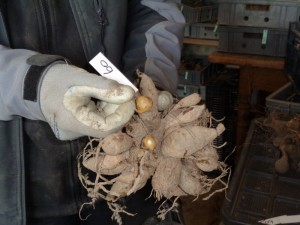 Dahlien_teilen.42