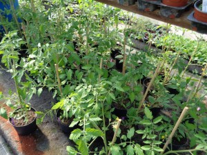 Tomaten_29