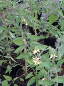 Tomaten_34