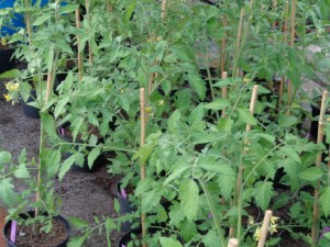 Tomaten_40