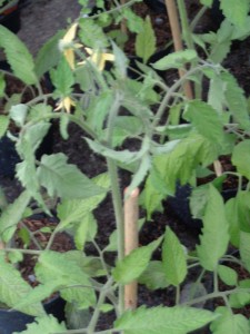 Tomaten_41