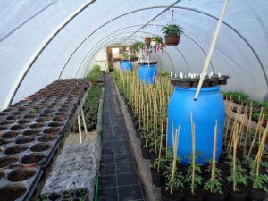 Tomaten_77