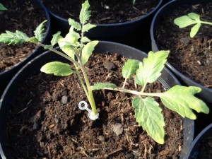 Tomaten_veredelt_9