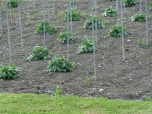 Dahlien_20