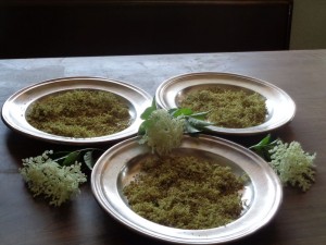 Holunderblüten_getrocknet-2