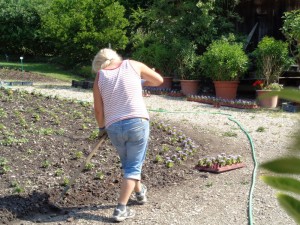 Dahlien_2_8.7.2015