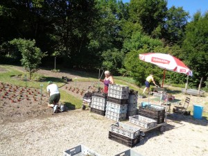 Dahlien_3_8.7.2015