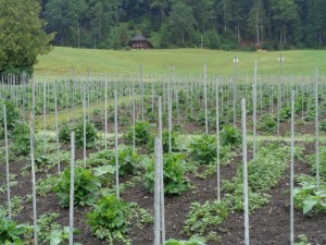 Dahlien_5_8.7.2015