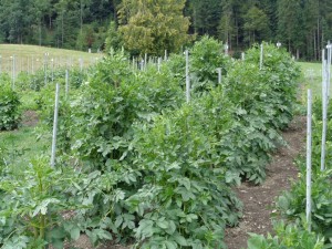 Dahlien_79