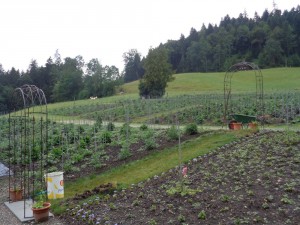 Dahlien_9_8.7.2015