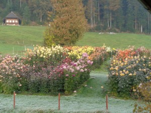 Dahlien_422
