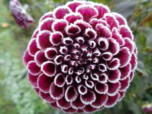 Dahlien_426