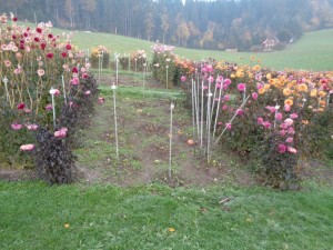 Dahlien_428