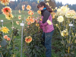 Dahlien_431