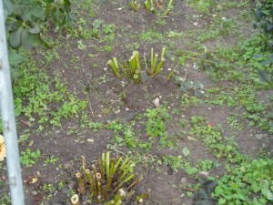 Dahlien_441