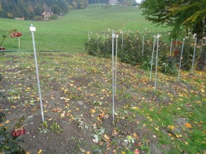Dahlien_443