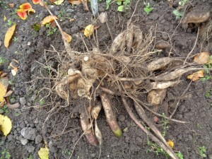 Dahlien_446