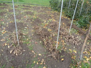 Dahlien_449