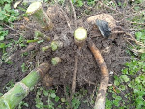 Dahlien_461