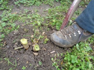 Dahlien_466
