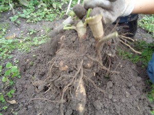Dahlien_468