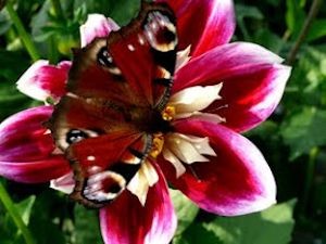 181-mit_Schmetterling