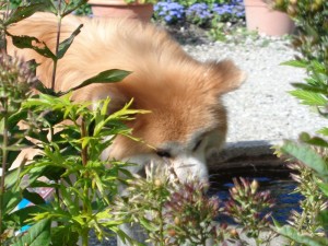 Besucher_Dahlienschau_1