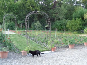 Besucher_Dahlienschau_3