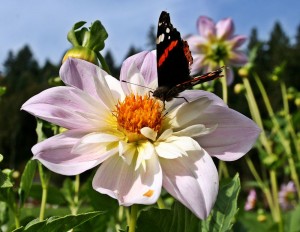 Besucher_Dahlienschau_4