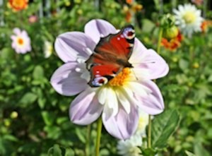 Besucher_Dahlienschau_5