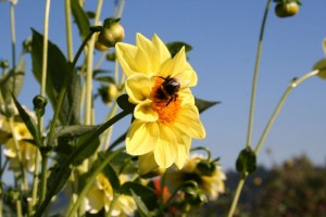 Besucher_Dahlienschau_7