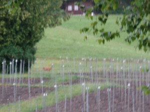 Besucher_Rehe