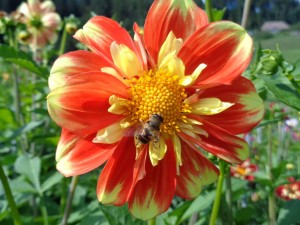 Dahlien 2015 1