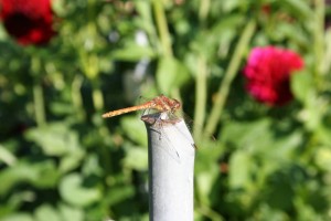 dahlien 2015 359