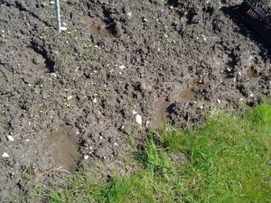 Dahlien_pflanzen_00