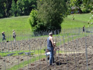 Dahlien_pflanzen_84