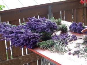 Lavendel_14