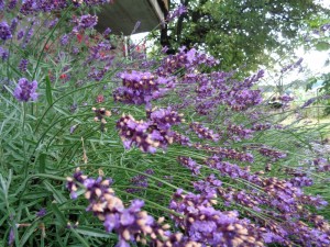 Lavendel_20