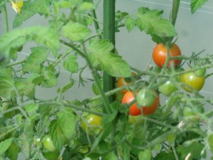 Tomaten_50