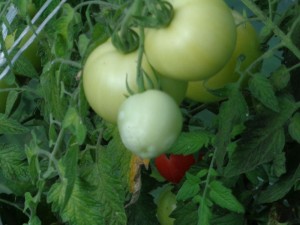 Tomaten_51