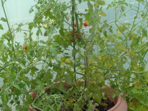 Tomaten_52