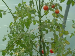 Tomaten_53